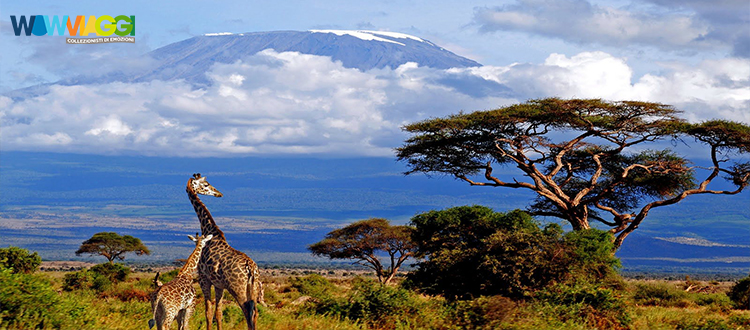Offerta Last Minute - Kenya - In Tour Explore Discovery Kenya - Offerta Francorosso Wow Viaggi